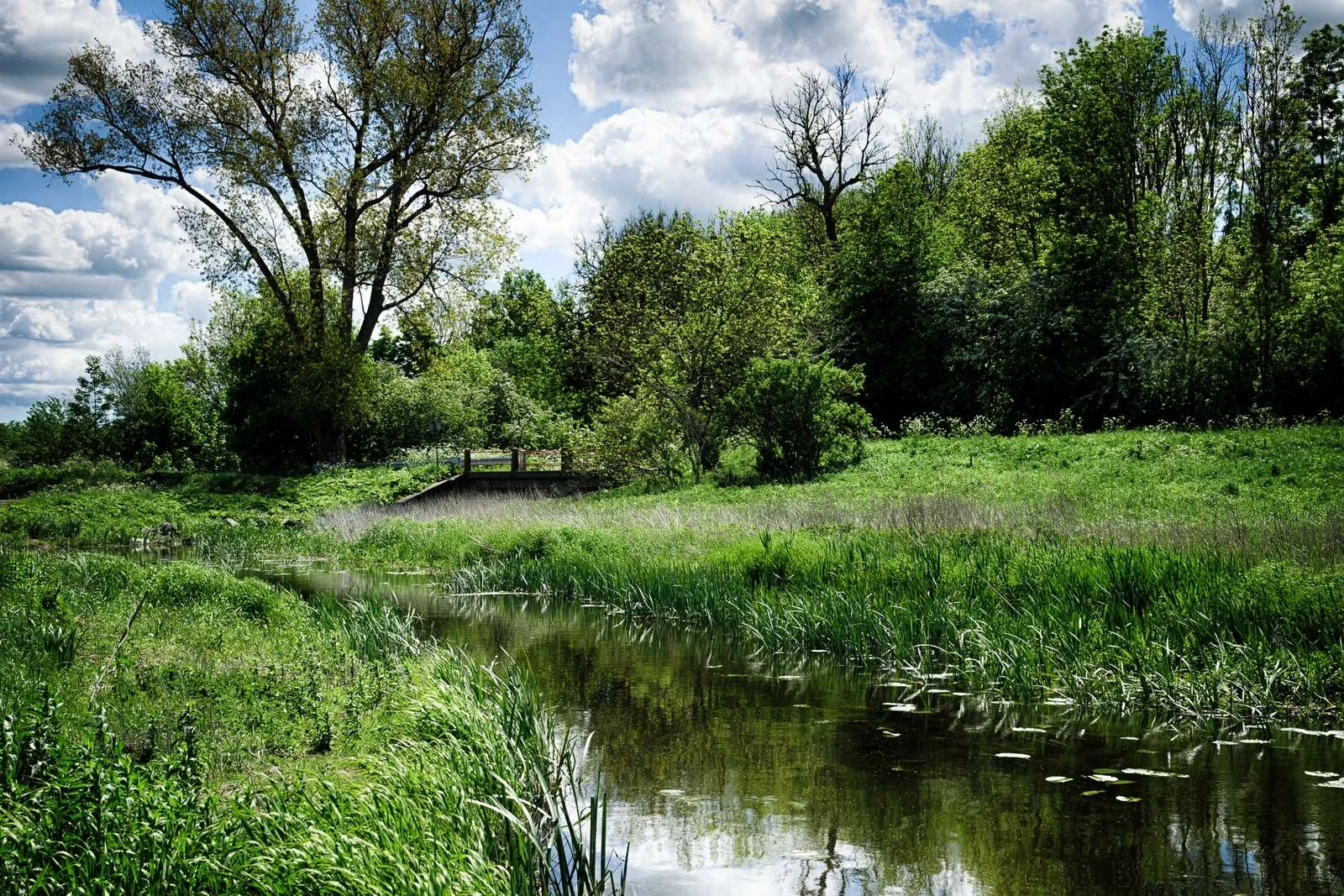 Groen natuurgebied met meer