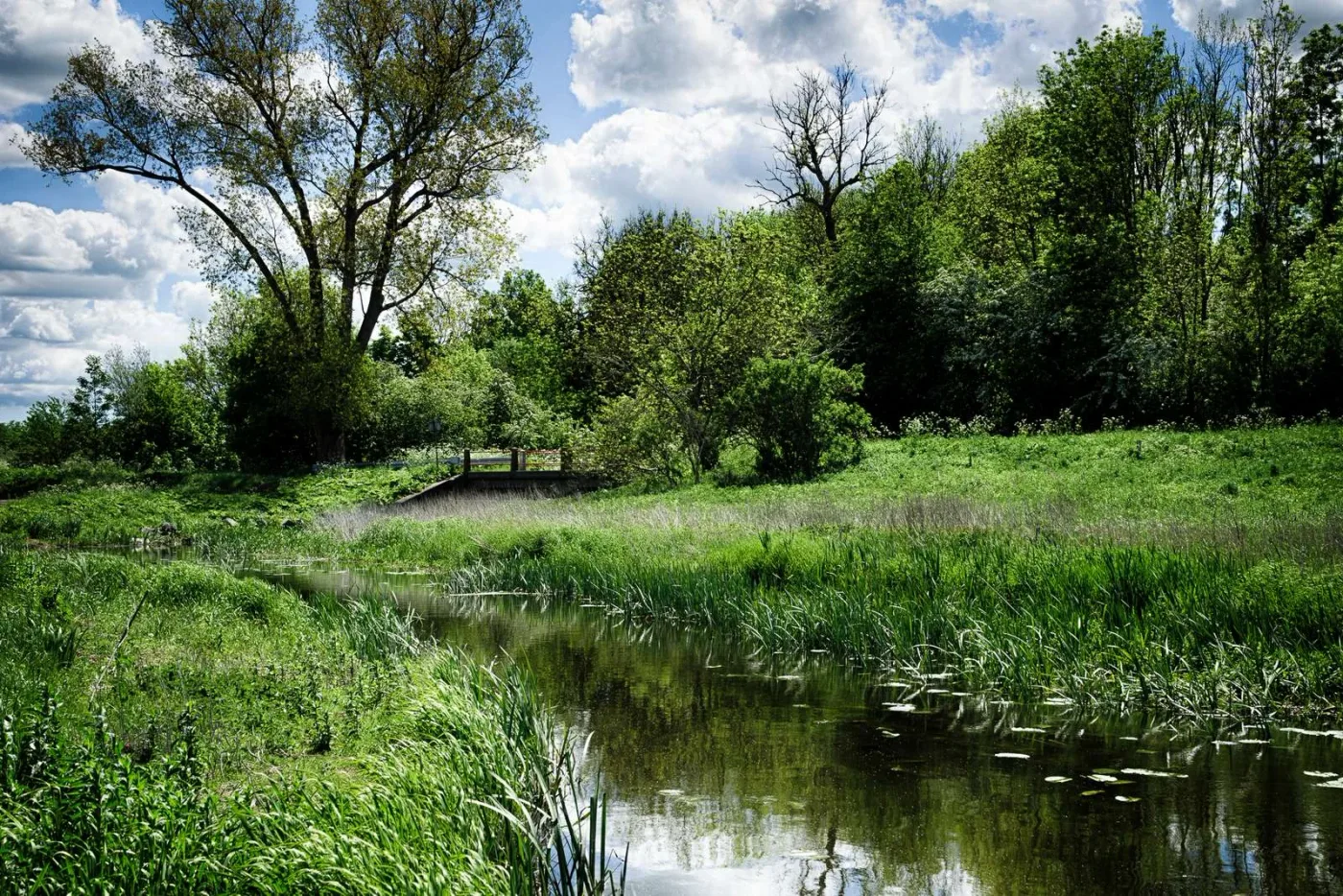 Grønt naturområde med sø
